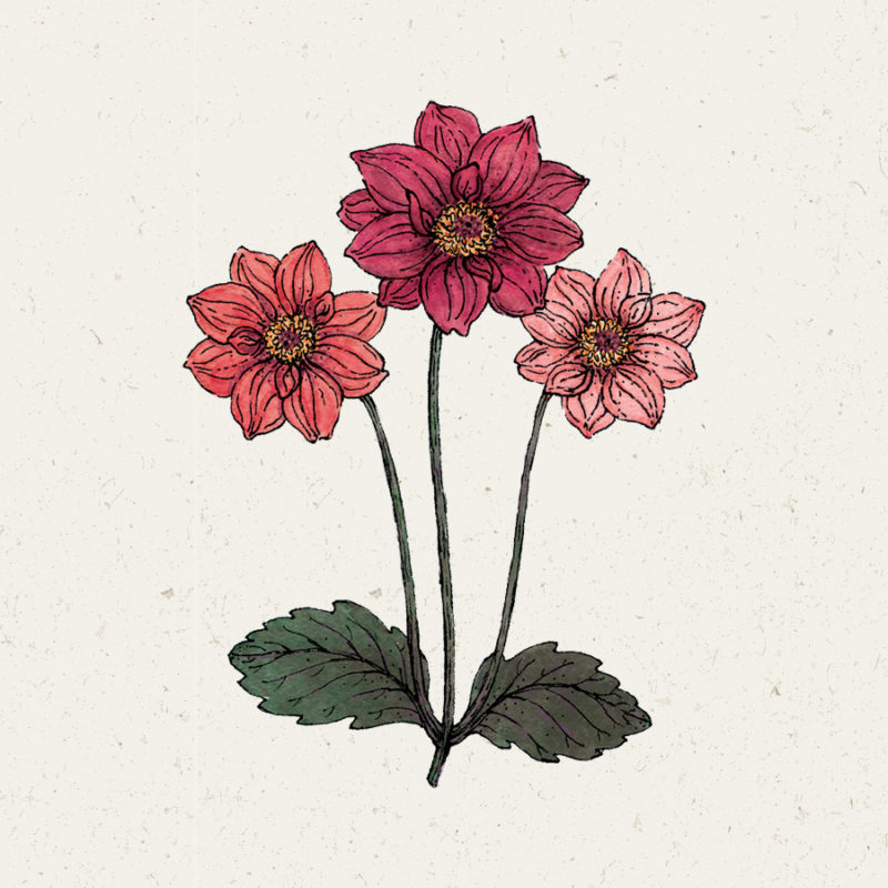 Dahlia 'Bishops Children' Dahlie Blumensamen Saatgut Schnittblumen Illustration Rekersdrees