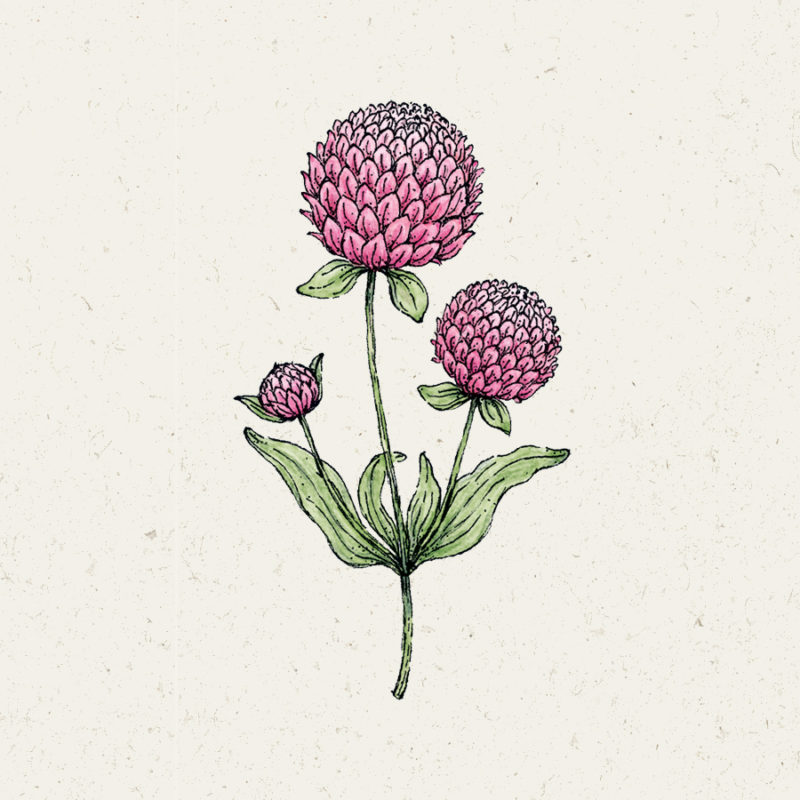 Gomphrena globosa 'Rose' Kugelamaranth Blumensamen Saatgut Schnittblumen Trockenblumen Illustration Rekersdrees