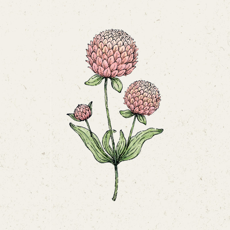 Gomphrena globosa ‘Salmon Pastel’ Kugelamarant Blumensamen Saatgut Schnittblumen Trockenblumen Illustration Rekersdrees