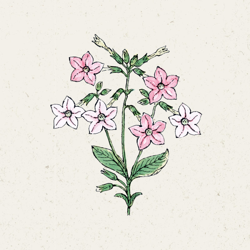 Nicotiana mutabilis 'Marshmallow' Blütentabak Blumensamen Saatgut Schnittblumen Illustration Rekersdrees