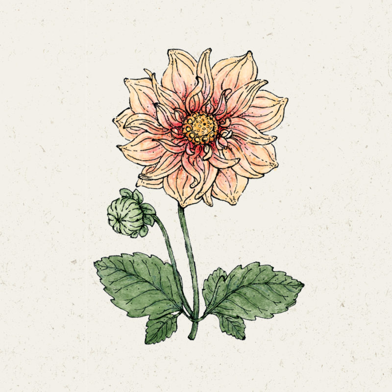 Dahlia 'Sunny Reagge' Dahlie Blumensamen Saatgut Schnittblumen Illustration Rekersdrees