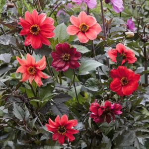 Dahlia variabilis 'Bishop's Children' (Dahlie) - Jora Dahl