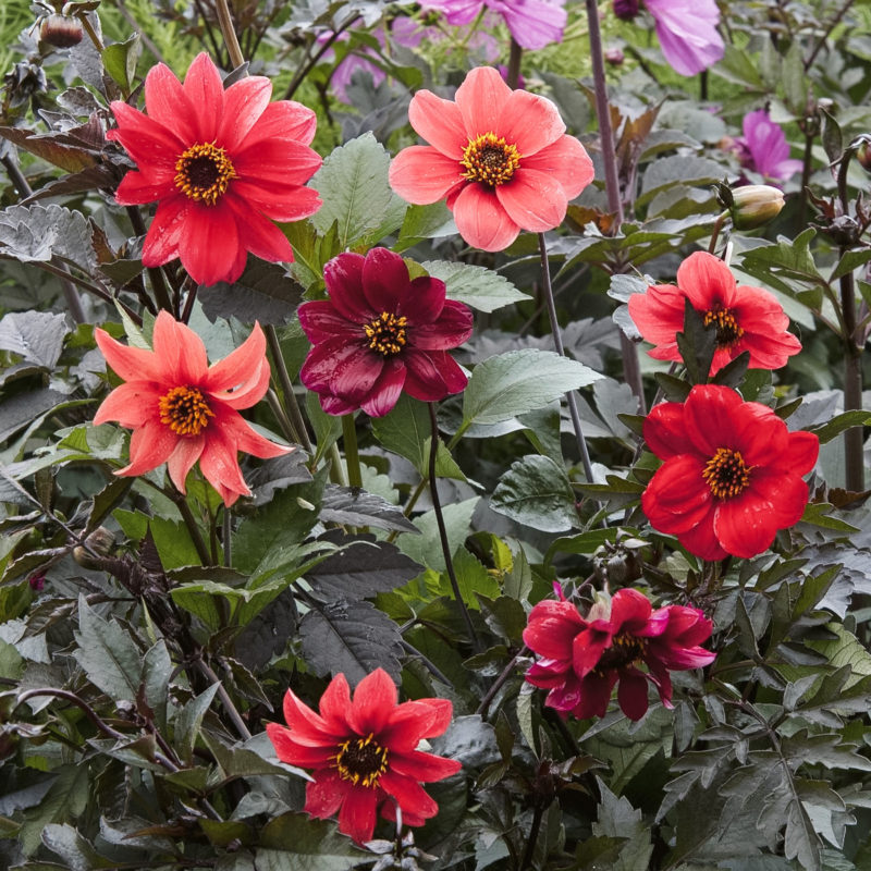 Dahlia Bishops Children Dahlie Blumensamen Saatgut Schnittblumen