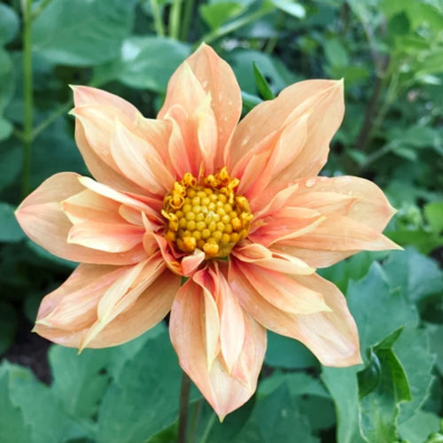 Dahlia 'Sunny Reagge' Dahlie Samensorten Blumensamen Schnittblumen Dahlien