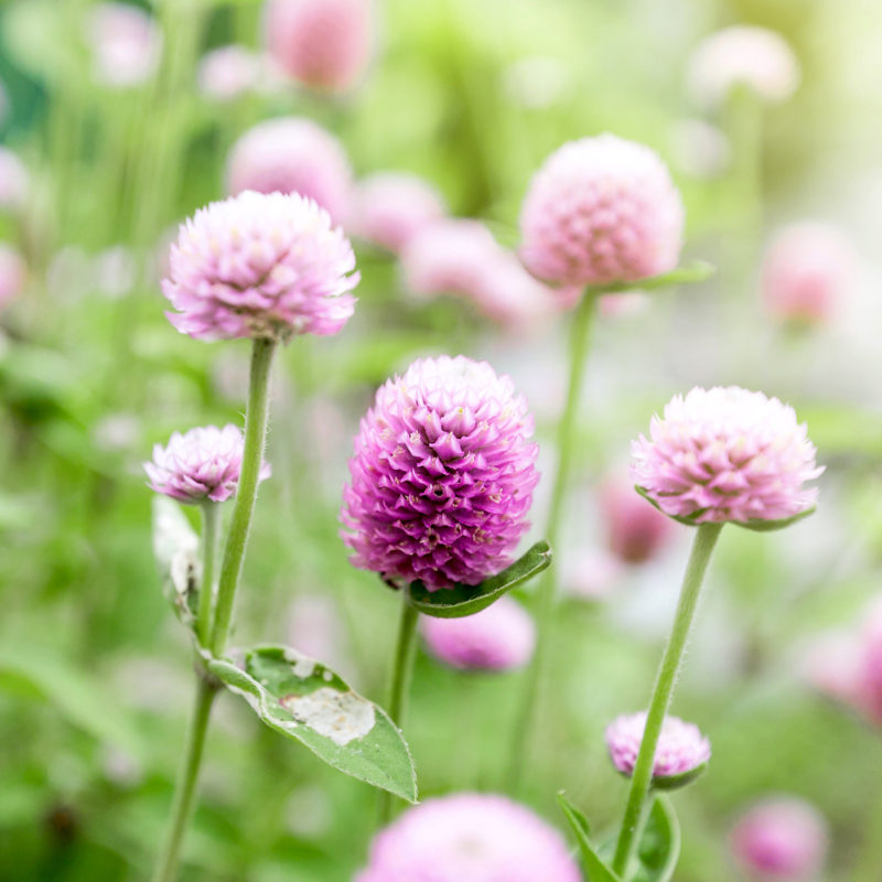 Gomphrena globosa 'Rose' Kugelamaranth Blumensamen Saatgut Schnittblumen Trockenblumen