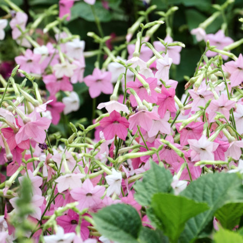 Nicotiana mutabilis 'Marshmallow' Blütentabak Blumensamen Saatgut Schnittblumen