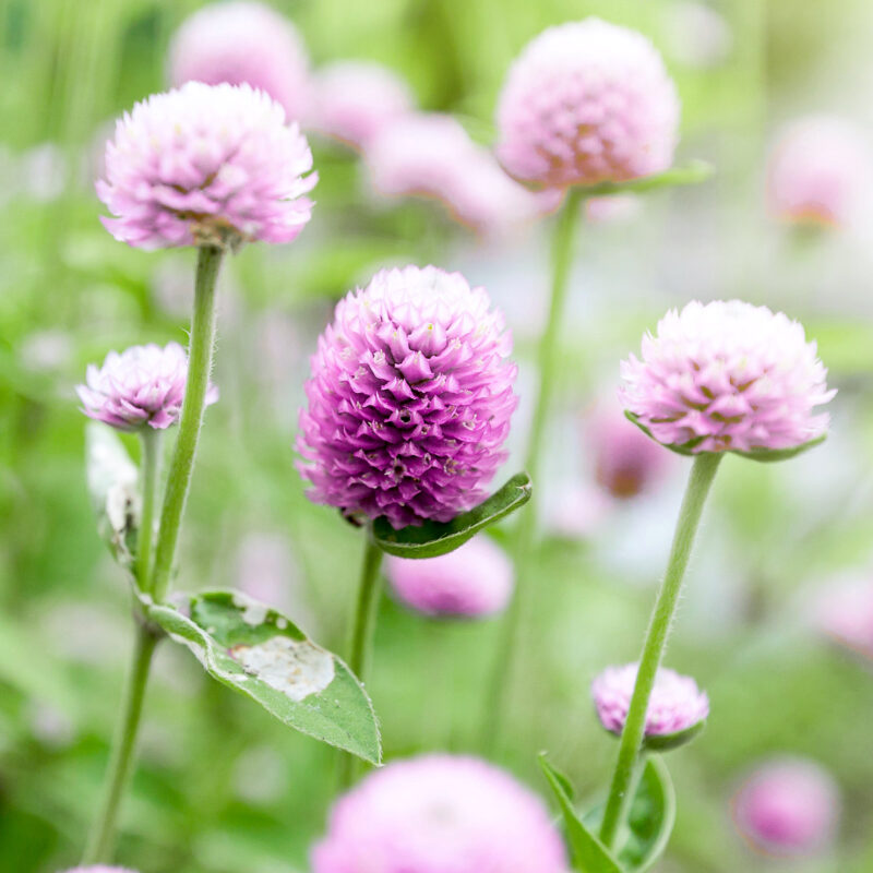 Gomphrena globosa 'Rose' Kugelamaranth