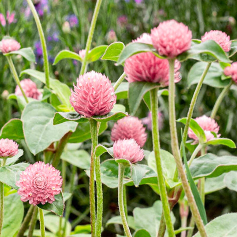 Gomphrena globosa ‘Salmon Pastel’