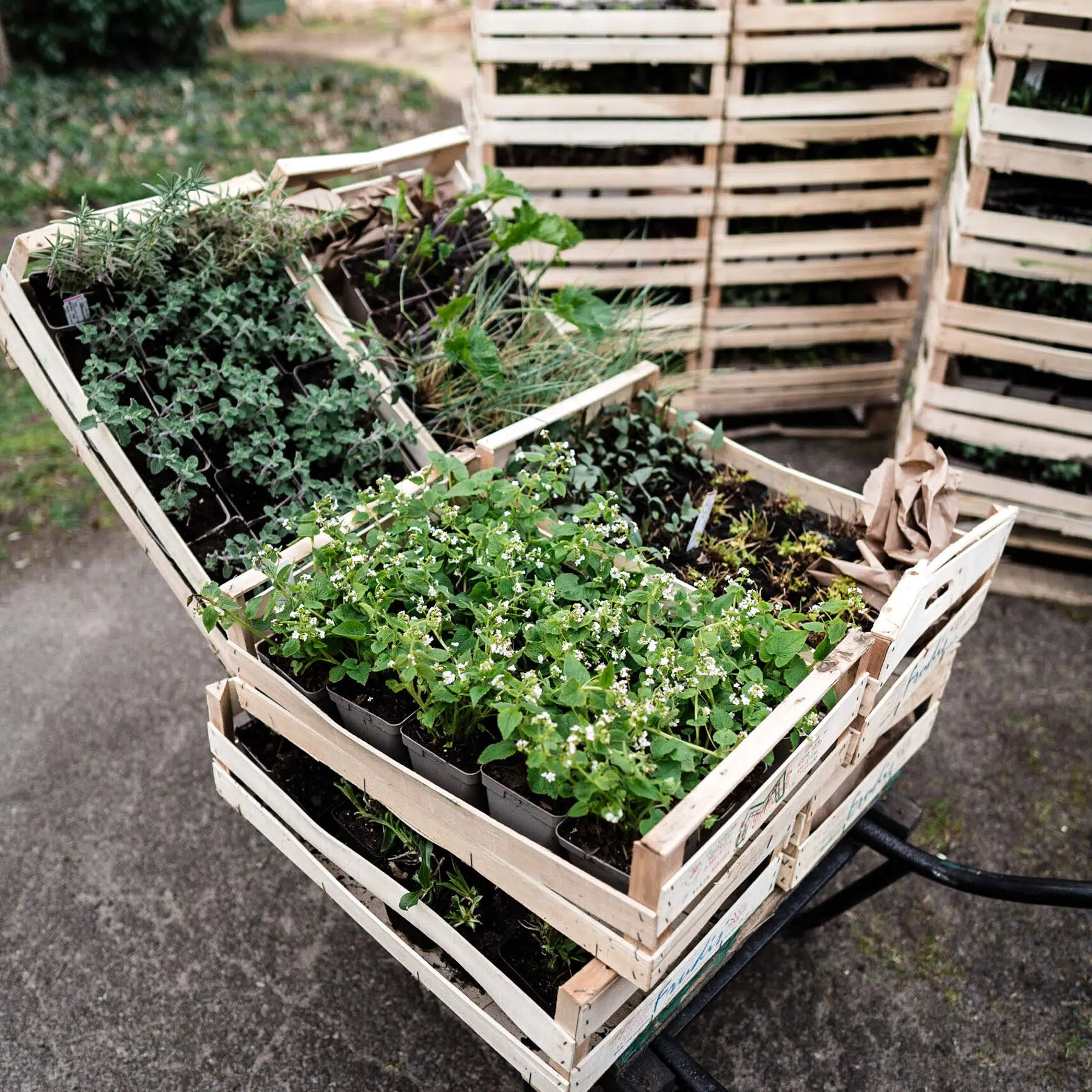 kun anemoneがま口 anemone_prinz_heinrich.jpg