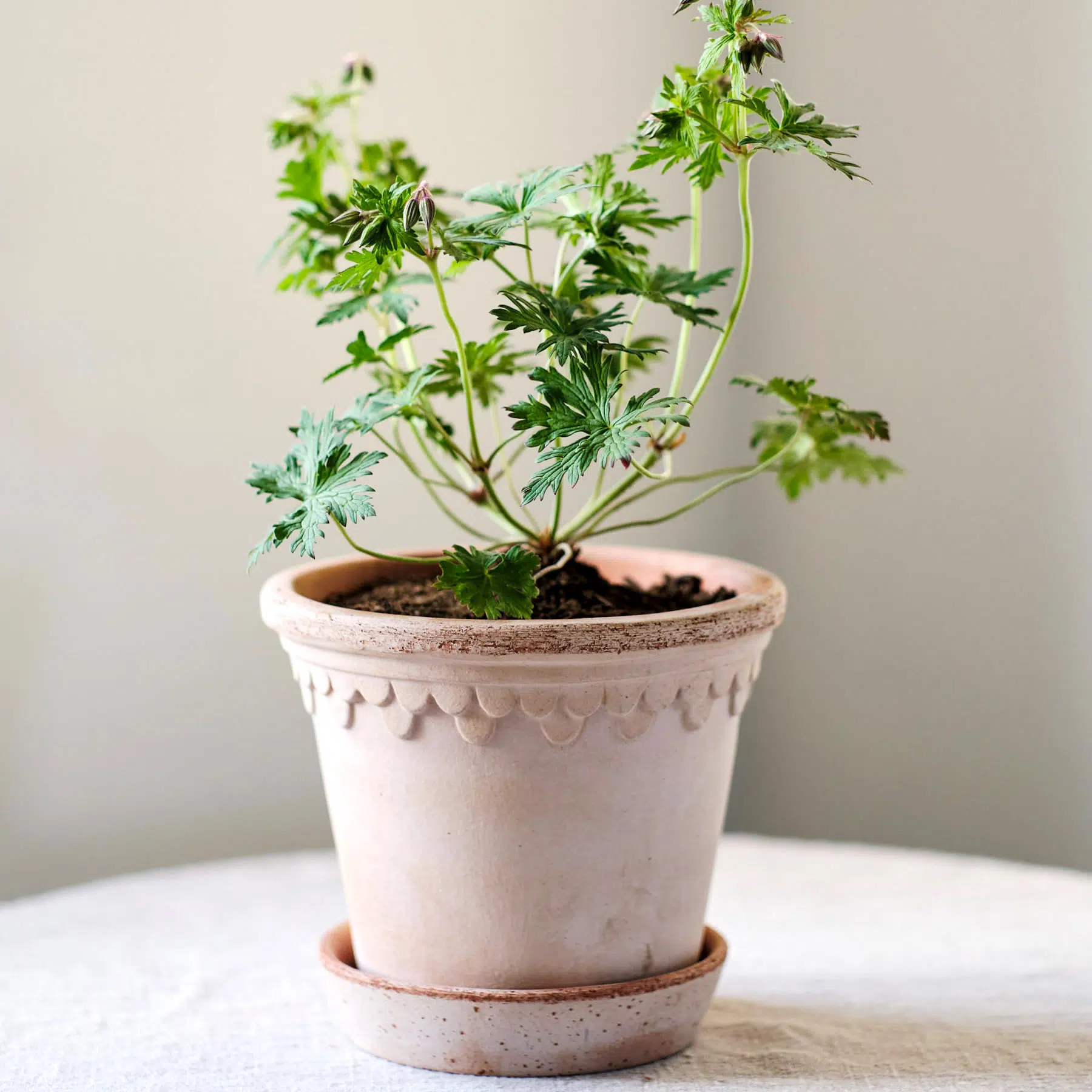 Bergs Potter Copenhagen Pot - rosa - Jora Dahl
