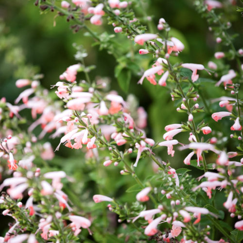 Salvia coccinea ‘Summer Jewel Pink’ Blutsalbei Blumensamen Saatgut Schnittblumen