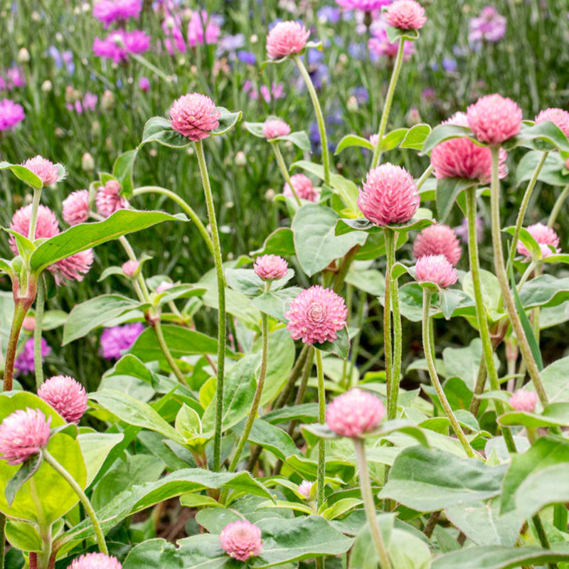 Gomphrena globosa ‘Salmon Pastel’ Kugelamarant Blumensamen Saatgut Schnittblumen Trockenblumen