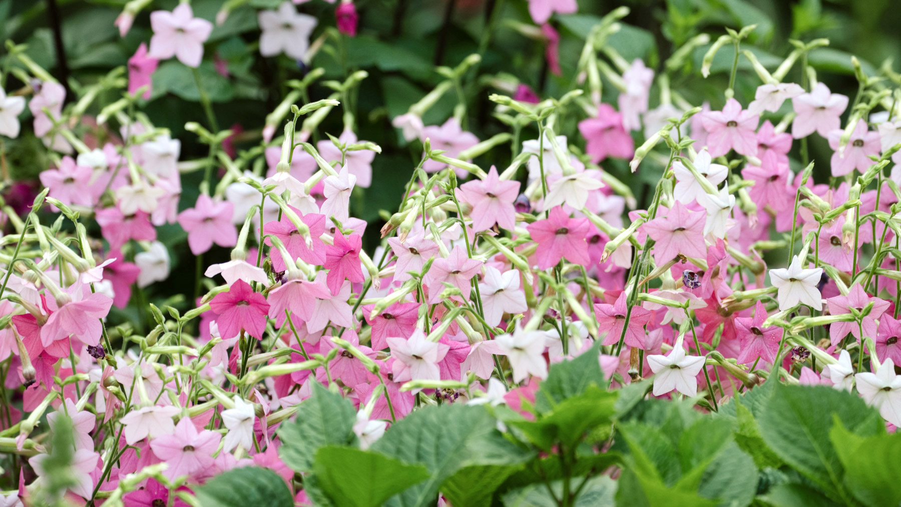 Blumensamen Saatgut Schnittblumen