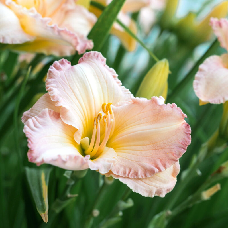 Taglilie Hemerocallis x ‘Frosted Vintage Ruffles’