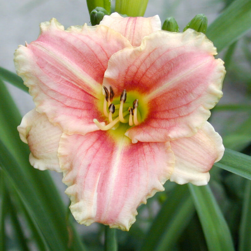 Taglilie Hemerocallis x ‘Little Anna Rosa’