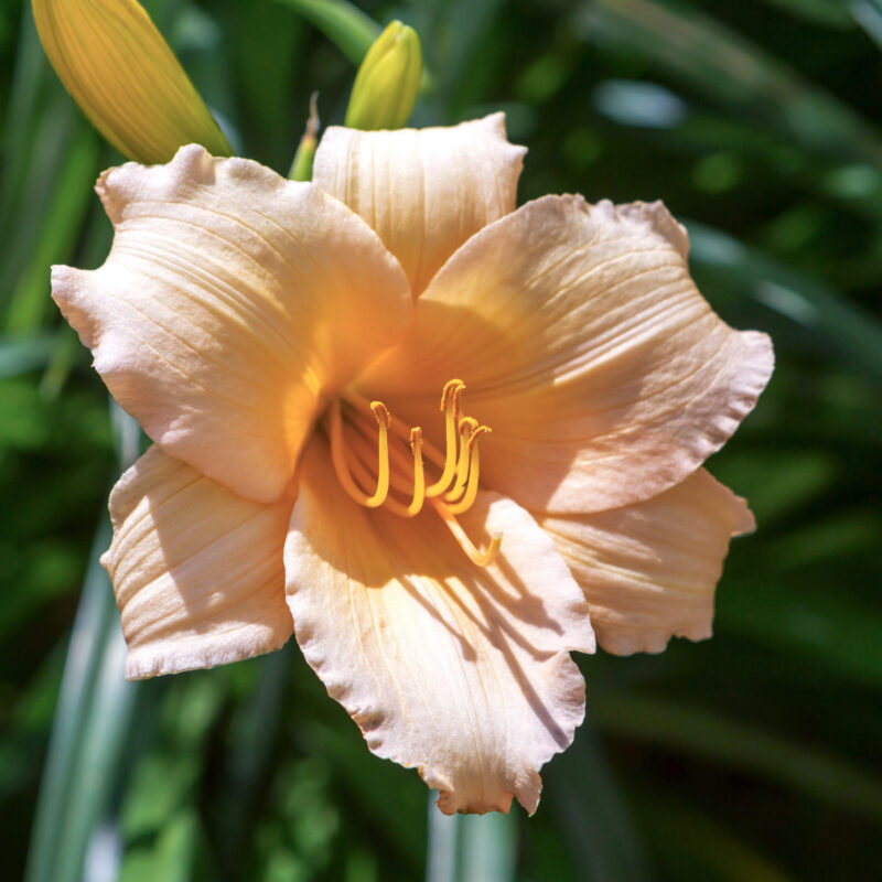 Apricotfarbene Taglilie, Hemerocallis x ‘Louise Manelis Lace’