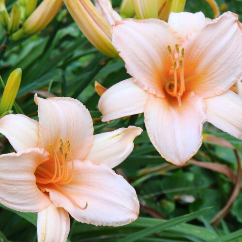 Taglilie Hemerocallis x ‘Luxury Lace’