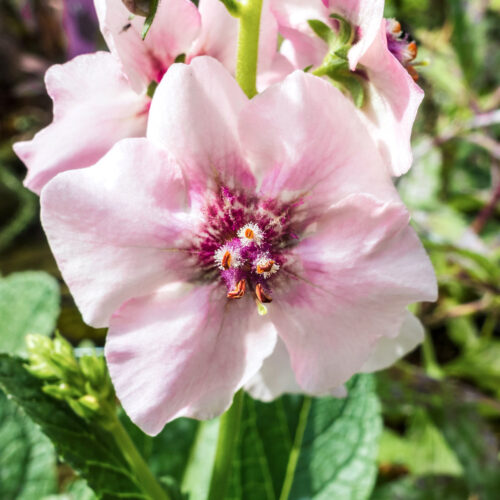 Verbascum 'Pink Domino' Königskerze