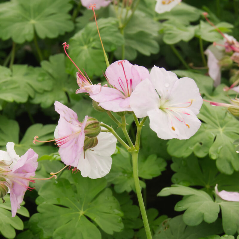 Rosafarbener Storchschnabel, Geranium x cantabrigiense ‘St. Ola’ Cambridge-