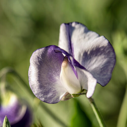 Grau-Violette Duftwicke, Lathyrus odoratus ‘Nimbus’