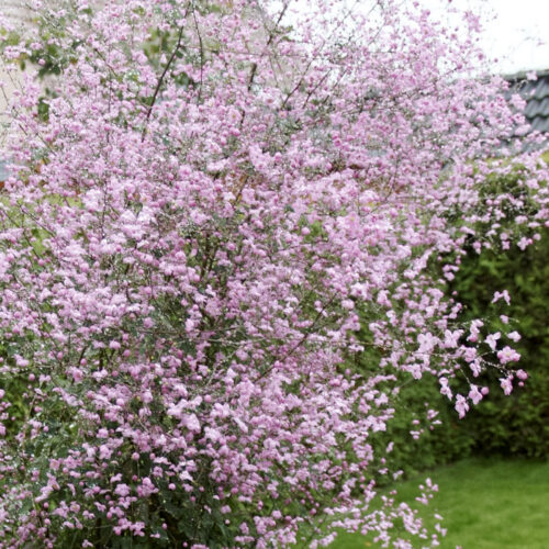 China-Wiesenraute in zartrosa, Thalictrum 'Splendide'