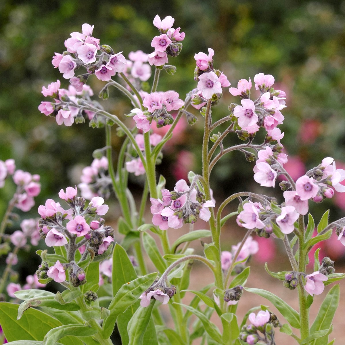 Chinesisches Vergissmeinicht in rosa Cynoglossum amabile 'Mystery Rose'