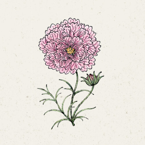 Illustration Cosmos 'Double Click Rose Bonbon', Kosmeen