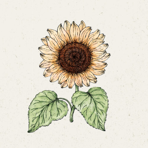 Illustration Helianthus annuus 'Pro Cut Peach', Sonnenblume