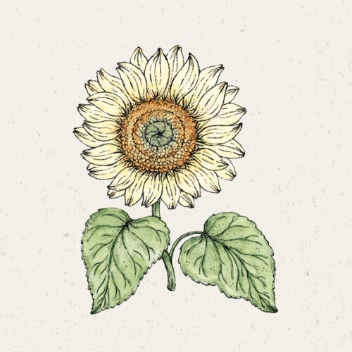 Illustration Helianthus annuus 'Pro Cut White Lite', Sonnenblume