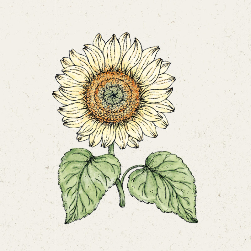 Illustration Helianthus annuus 'Pro Cut White Lite', Sonnenblume