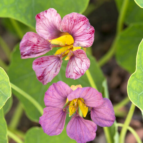 Kapuzinerkresse in Aubergine Tropaeolum majus 'Purple Emperor'