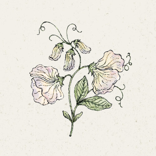 Illustration Lathyrus odoratus 'Spencer Old Times', Duftwicke