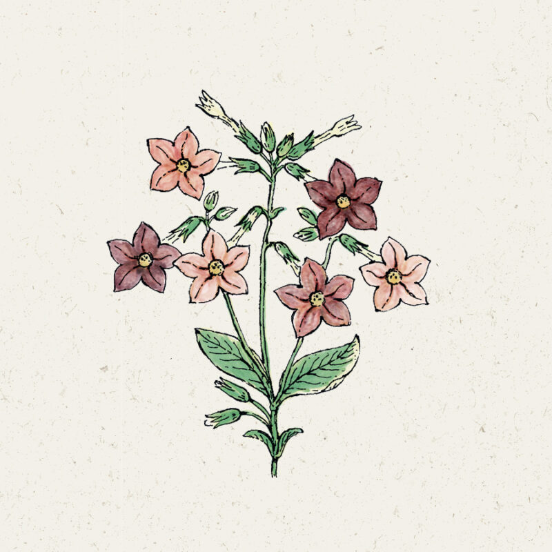 Illustration von Tabakpflanze mit Blüten in Aubergine, Nicotiana langsdorffii 'Bronze Queen'