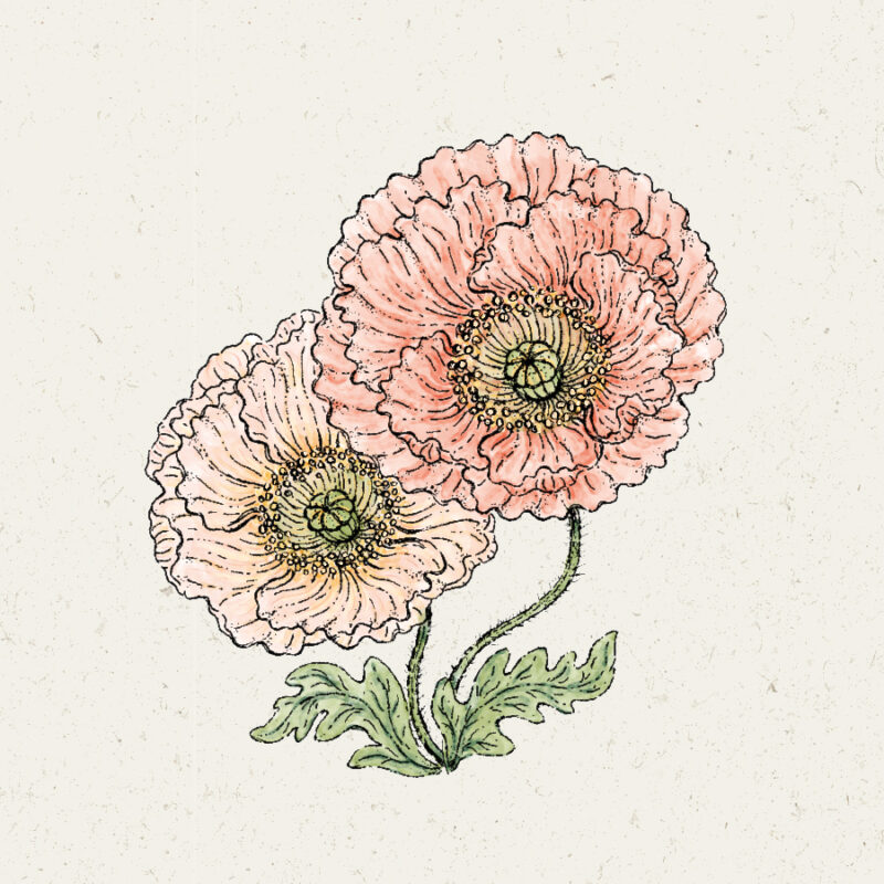 Papaver nudicaule ‘Colibri Rosa Chiaro Pastello’ Islandmohn, illustration