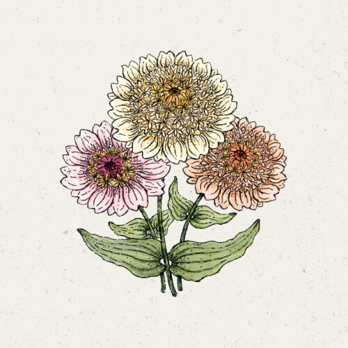 Illustration Zinnia elegans cresto 'Peaches & Cream', Zinnien