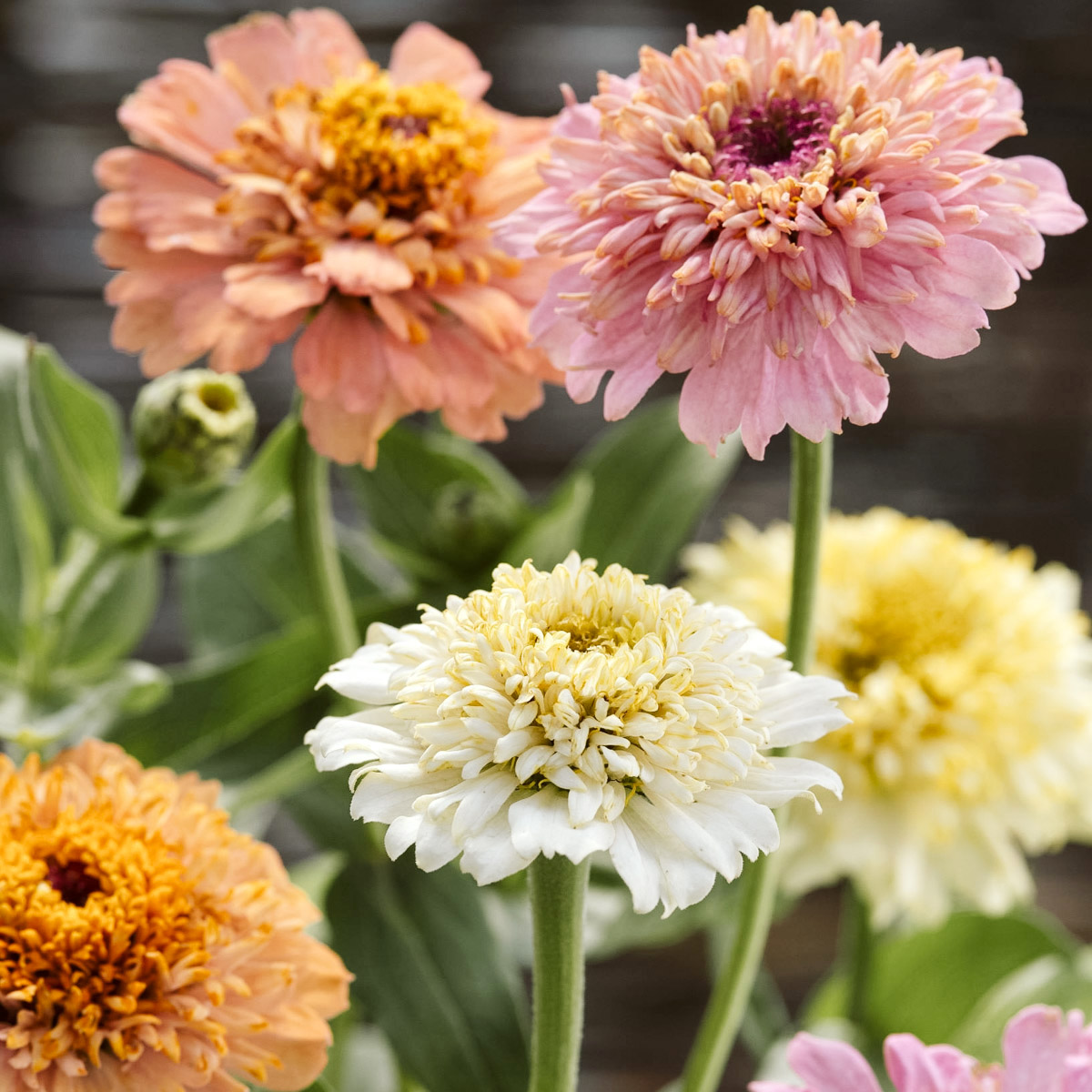 Zinnien in rosa, zartpink und creme Zinnia elegans ‘Cresto! Peaches & Cream’