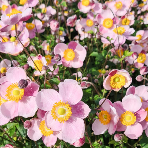 Rosafarbene Herbstanemonen mit gelbem Stempel, Anemone hupehensis 'Little Princess'