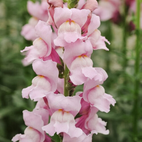 Löwenmäulchen in Lavendelrosa, Antirrhinum majus ‘Summer Lavender’