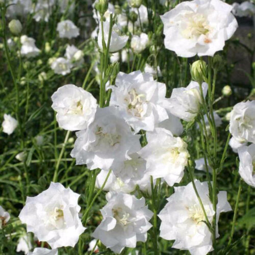 Pfirsichblättrige Glockenblume ,Campanula persicifolia 'La Bonne Amie'