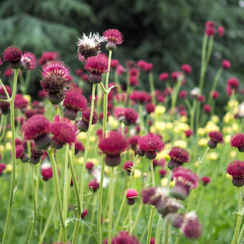 Violettrote Kratzdistel, 'Cirsium rivulare 'Atropurpureum'