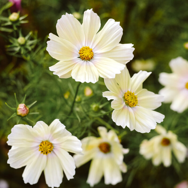 Kosmeen in zartem Creme-Gelb, Cosmos bipinnatus 'Xanthos'