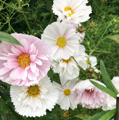 Kosmeen in zartem Rosa und Weiß, Cosmos bipinnatus 'Cupcake Blush' Kosmeen