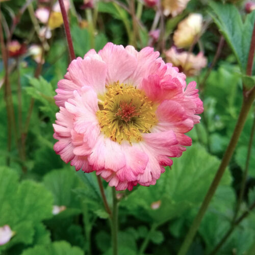 Geum 'Cherry Bomb' ® Nelkenwurz