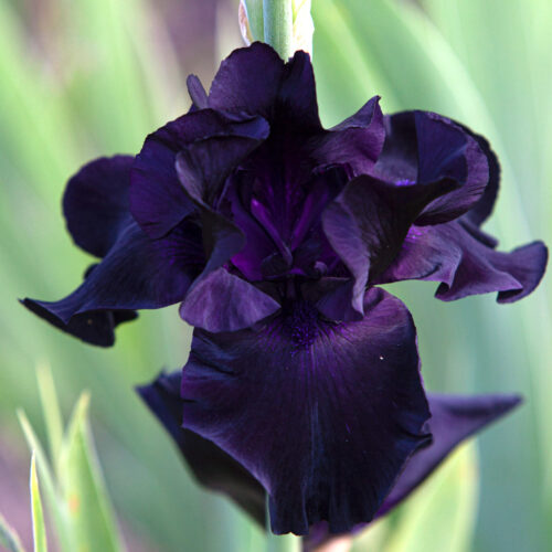 Iris barbata-elatior 'Night Owl' Schwertlilie