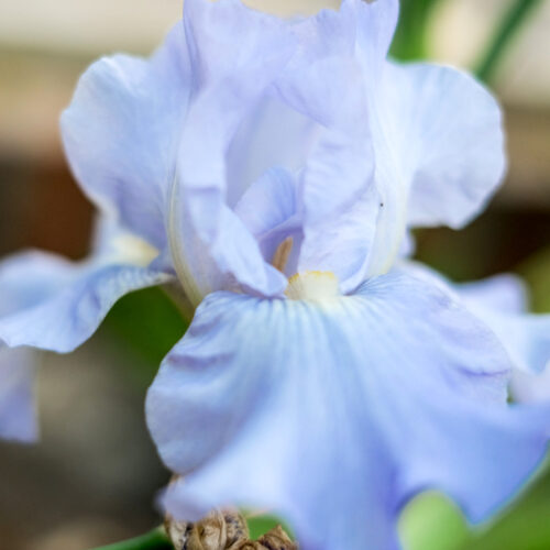 Iris barbata-elatior 'Springtime Madonna'