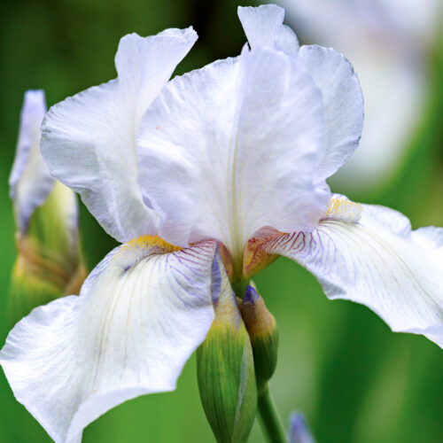 Iris Barbata-Elatior 'English Cottage' Hohe Schwertlilie