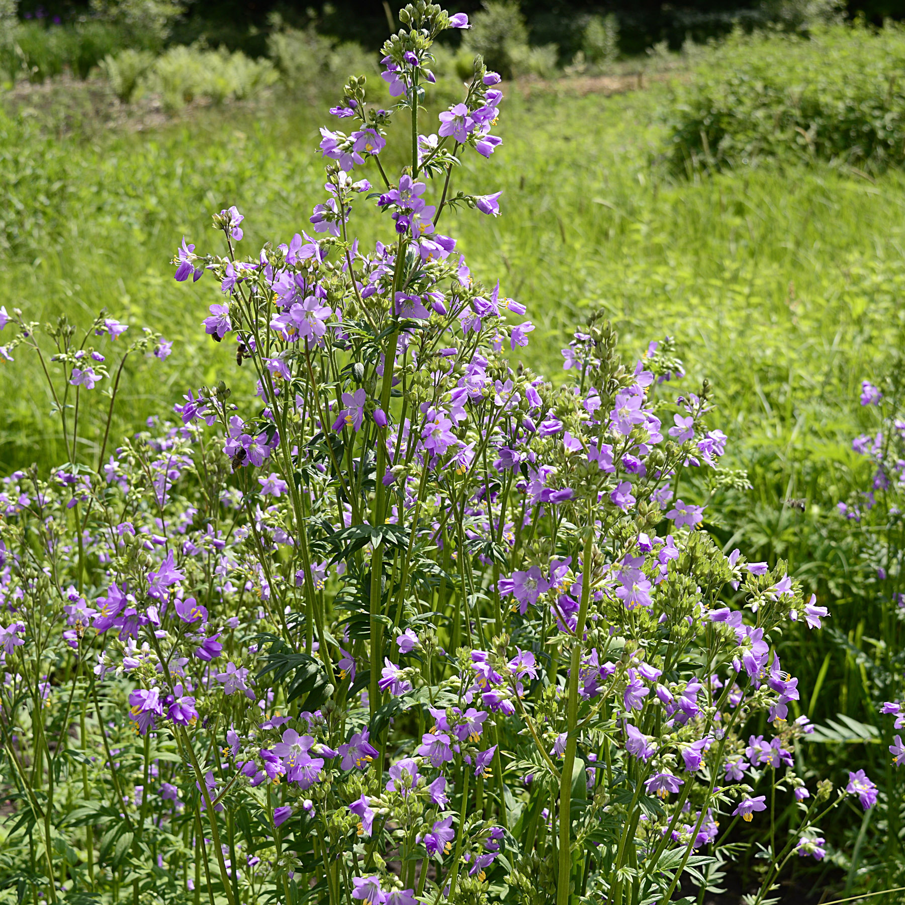 Lila Jakobsleiter, Polemonium 'Hopleys'