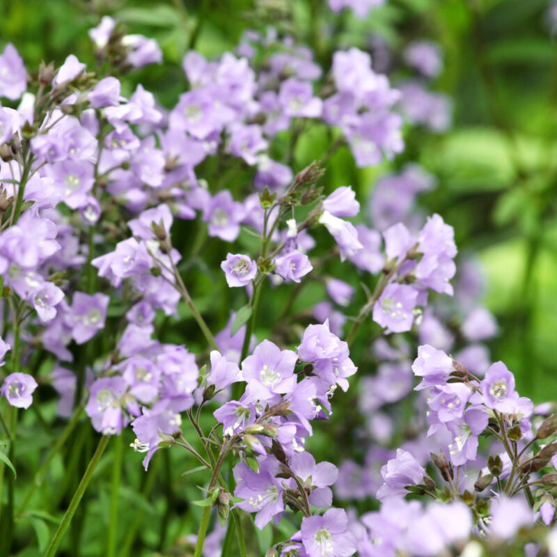 Lila Jakobsleiter, Polemonium 'Hopleys'