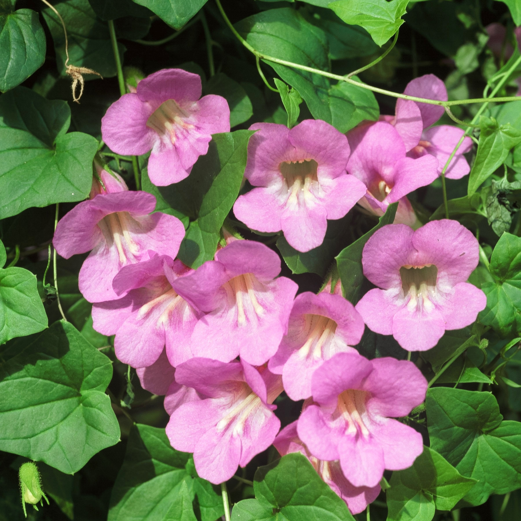 Kletterndes Löwenmäulchen Asarina scandens 'Mystic Rose'