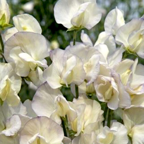 Cremefarbene Duftwicke mit violettem Rand Lathyrus odoratus 'Spencer Old Times'